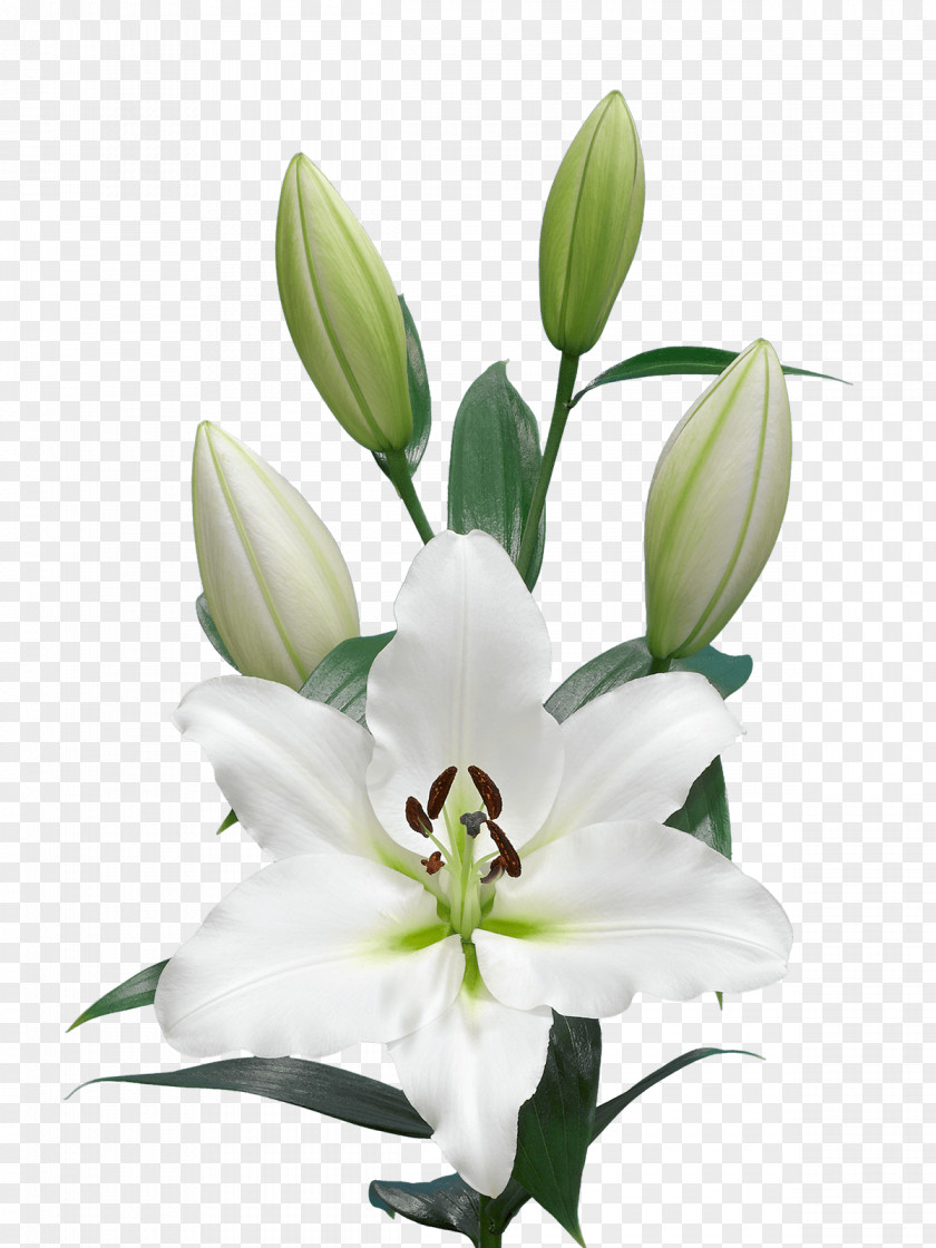 Lily Order Pedicel White Flower PNG