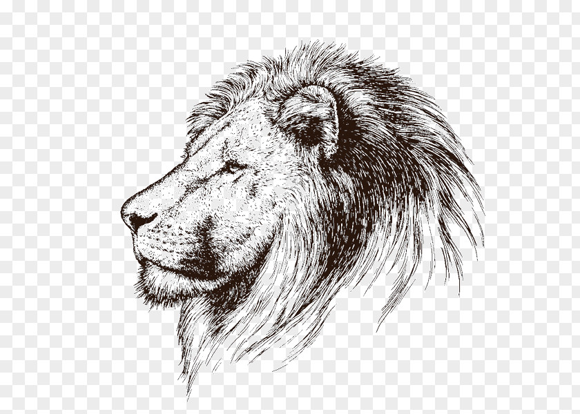 Lion Drawing Head Whiskers Cat Terrestrial Animal Snout PNG