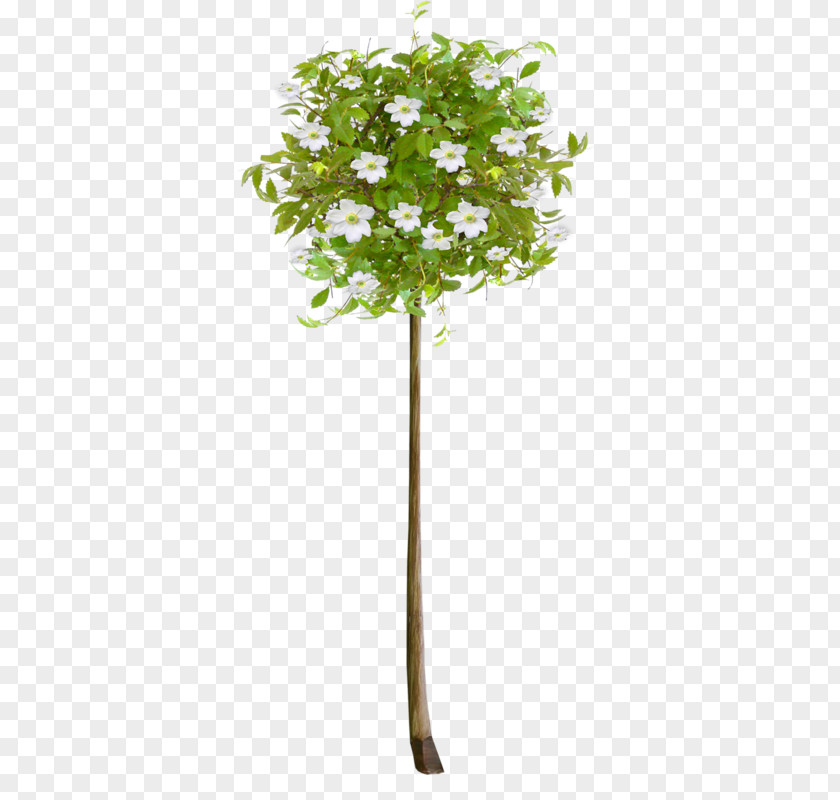Tree Fir Shrub Plants Clip Art PNG