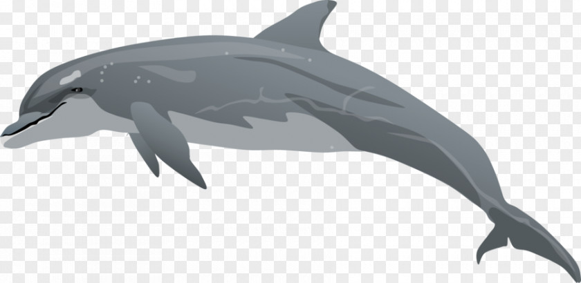 Bottlenose Dolphin Cliparts Common Drawing Clip Art PNG