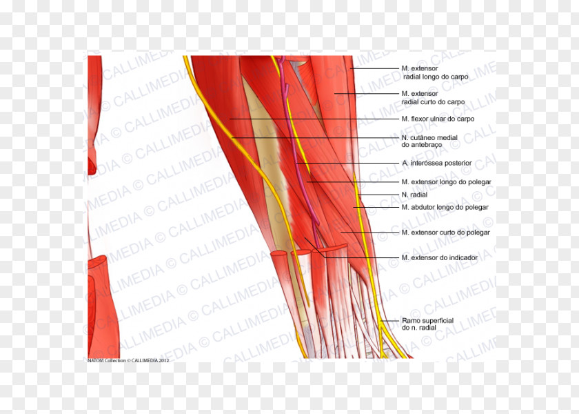 Muscular System Anatomical Chart Nerve Nervous Human Anatomy Forearm PNG