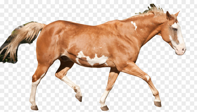 Paint Smudge American Horse Mustang Stallion Foal Mare PNG