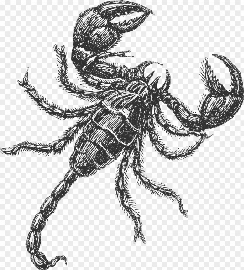 Scorpion Insect Drawing Decapoda Sketch PNG