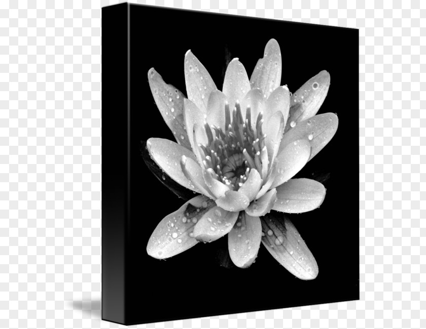 Waterlily Gallery Wrap Canvas Art White Plant PNG