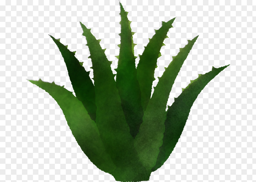 Aloe Vera PNG