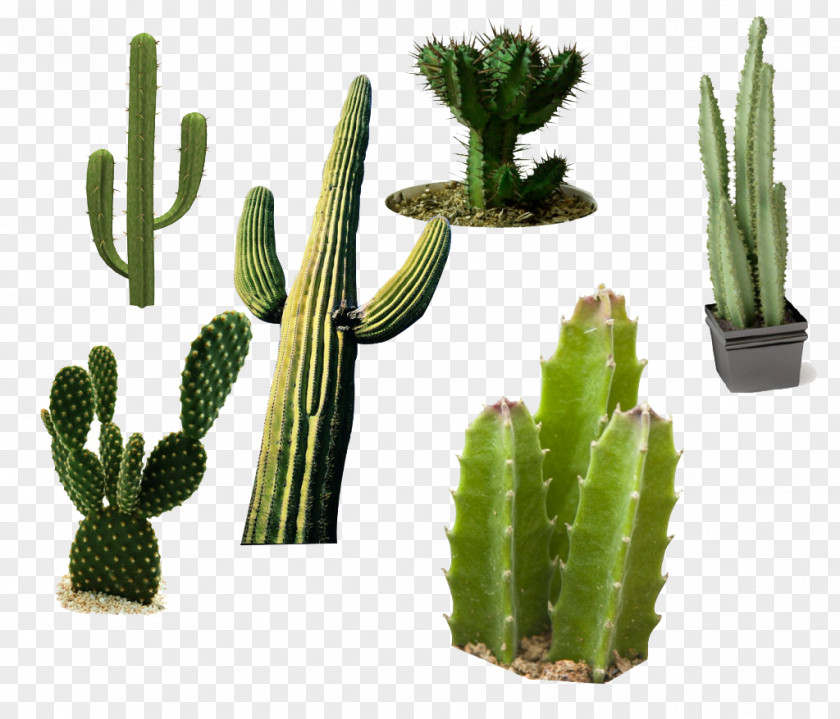 Cactus Acanthocereus Tetragonus Cactaceae San Pedro Plant PNG