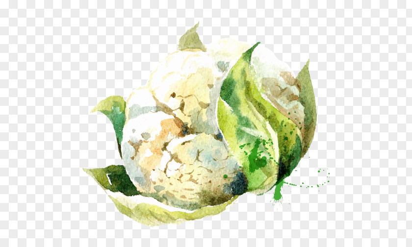 Drawing Small Fresh Green Vegetables Cauliflower Vegetable Watercolor Painting Illustration PNG