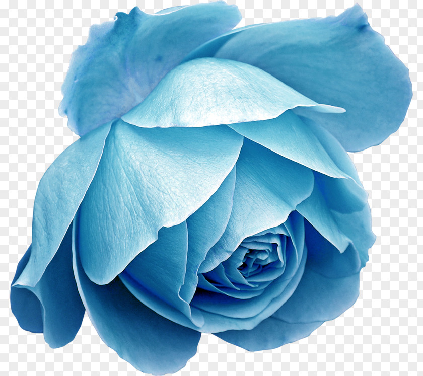 Flower Blue Rose Beach Desktop Wallpaper PNG