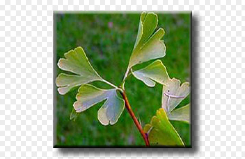 Leaf Broad-leaved Tree Sweetgum Ginkgo Biloba PNG