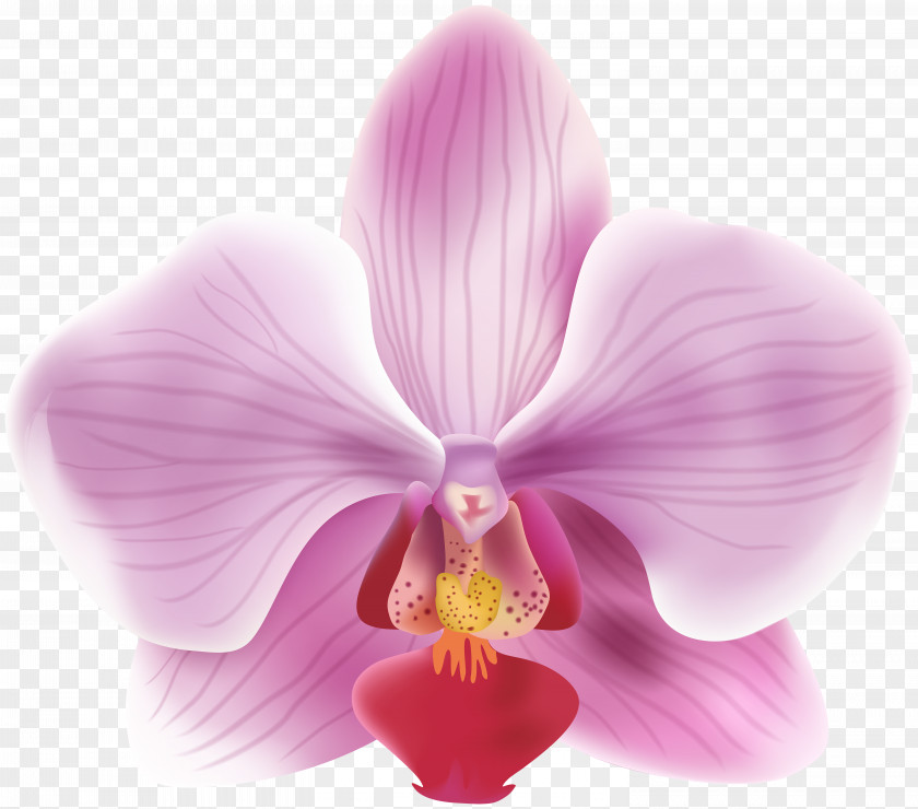 Orchide Christmas Clip Art PNG