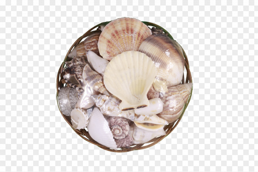 Seashell Clam Mussel Cockle Scallop PNG