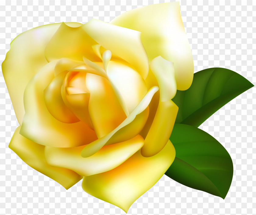 Yellow Rose Transparent Image File Formats Raster Graphics Computer PNG