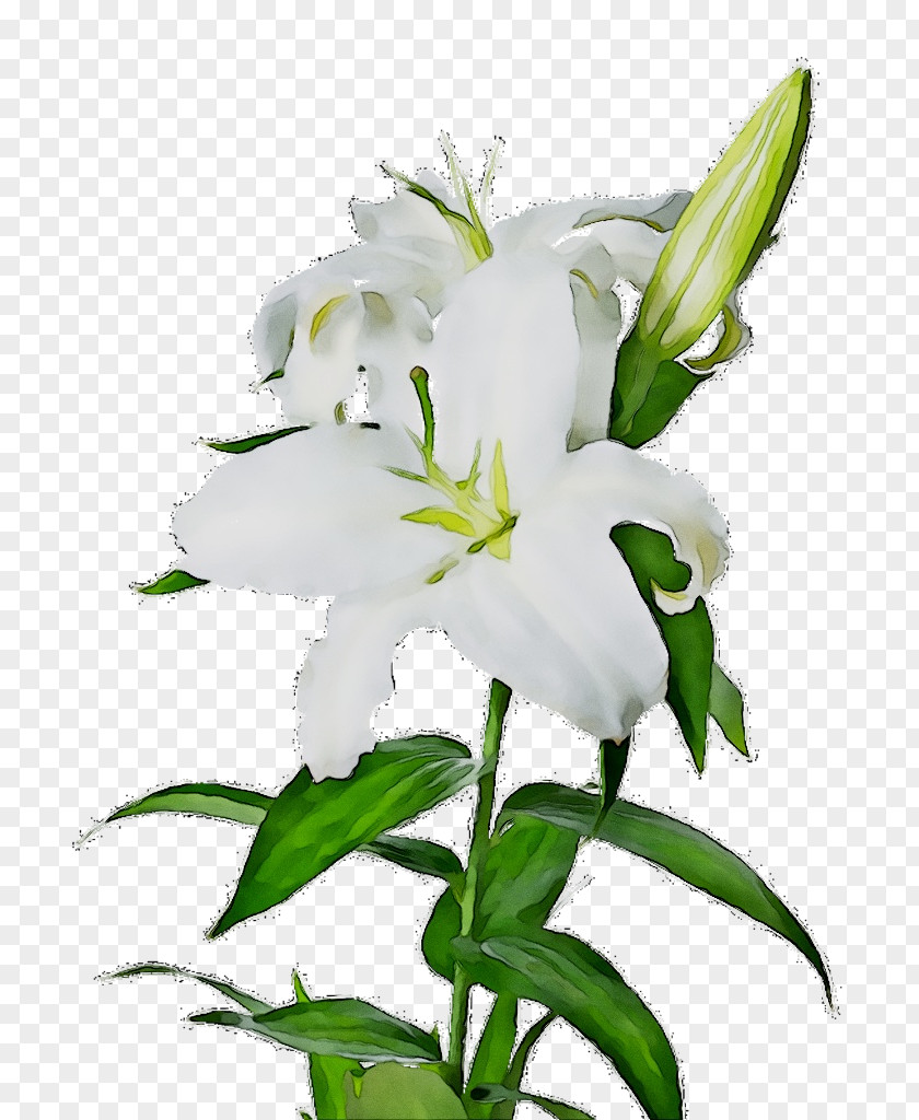 Clip Art Image Madonna Lily Transparency PNG
