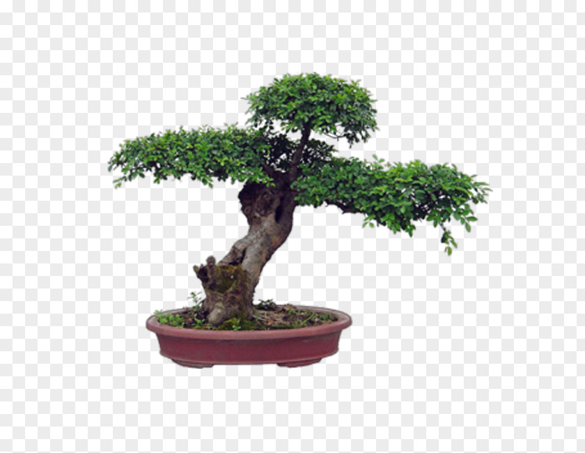Plant Chinese Sweet Plum Flowerpot Bonsai Penjing Ornamental PNG