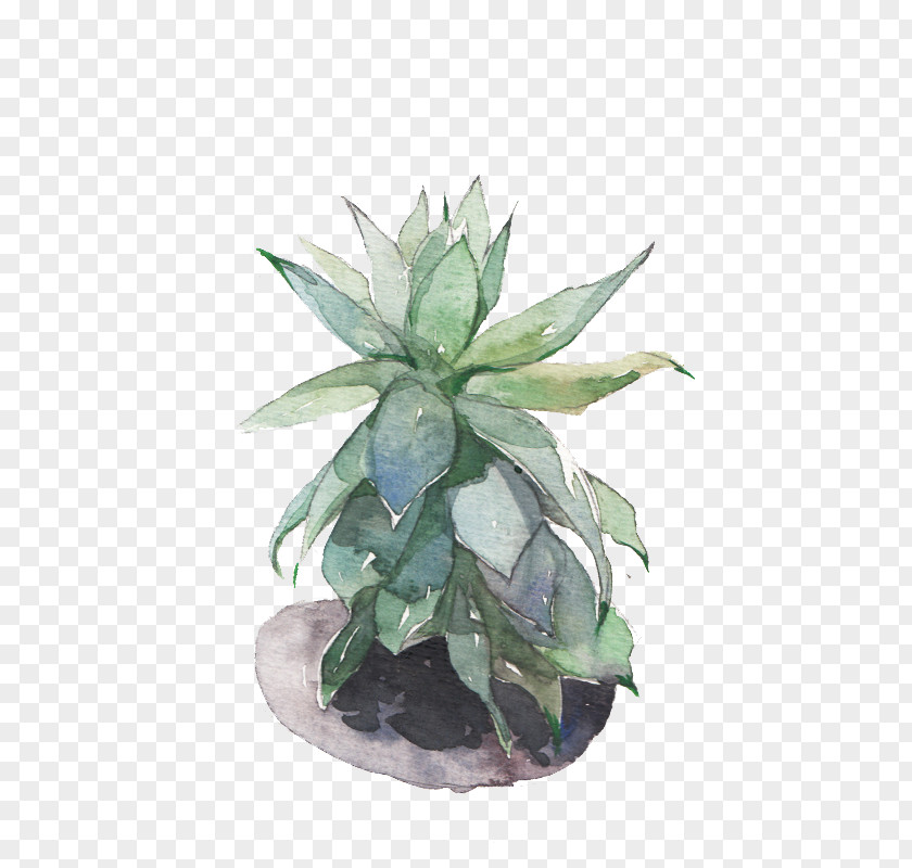 Succulent Plants Plant Viridiplantae Leaf PNG