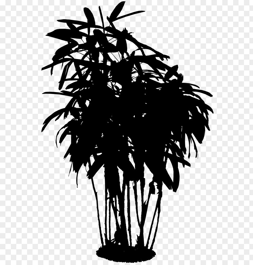 Asian Palmyra Palm Trees Silhouette Flower Branching PNG