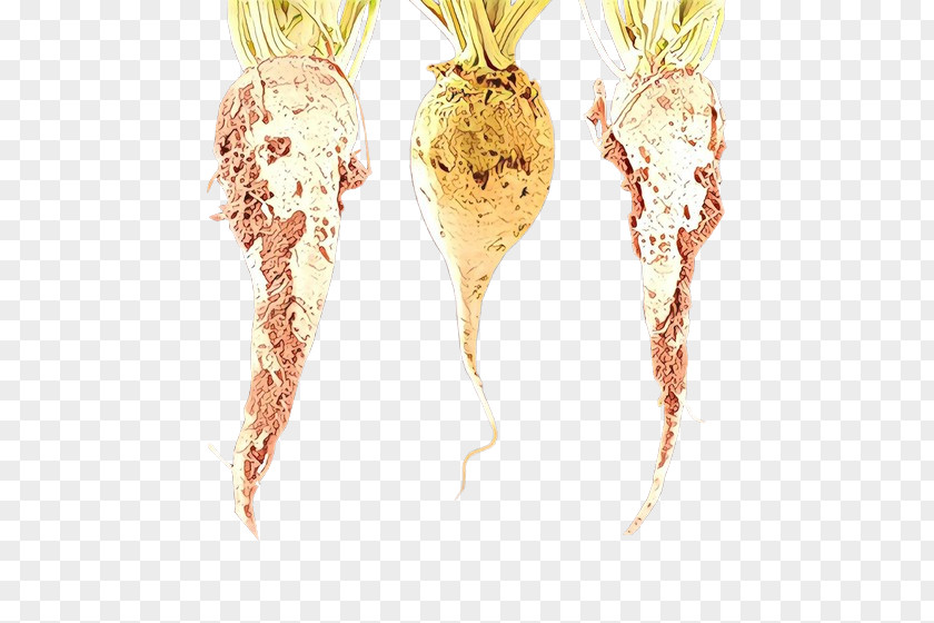 Ginger Family Broomrape Carrot Cartoon PNG