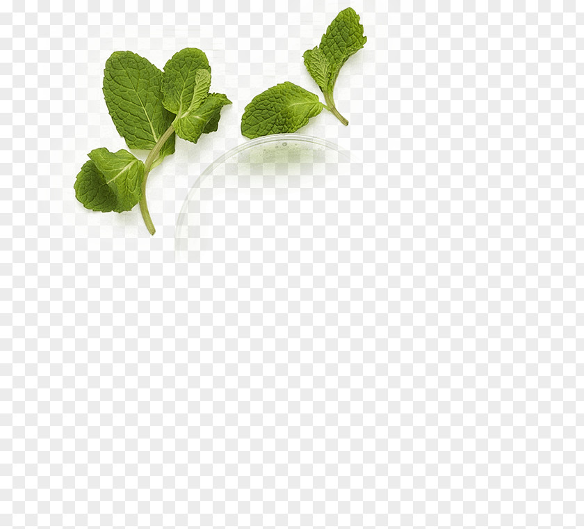 Leaf Herb PNG