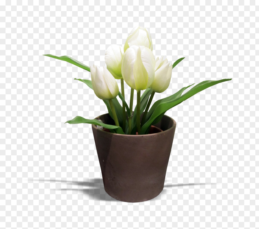 Tulip Cut Flowers Museum Of Sea Fishery Swinoujscie LiveInternet PNG