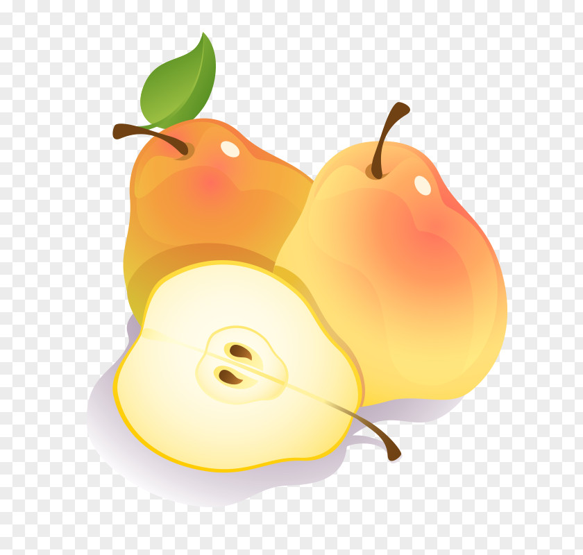 Articulate Cartoon Vector Graphics Clip Art Fruit Asian Pear PNG