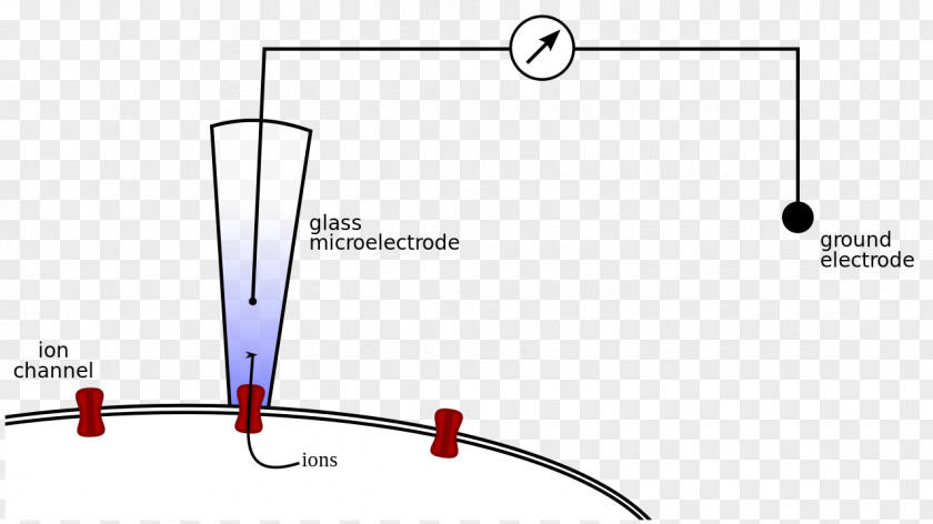 Clamp Patch Microelectrode Electrophysiology PNG