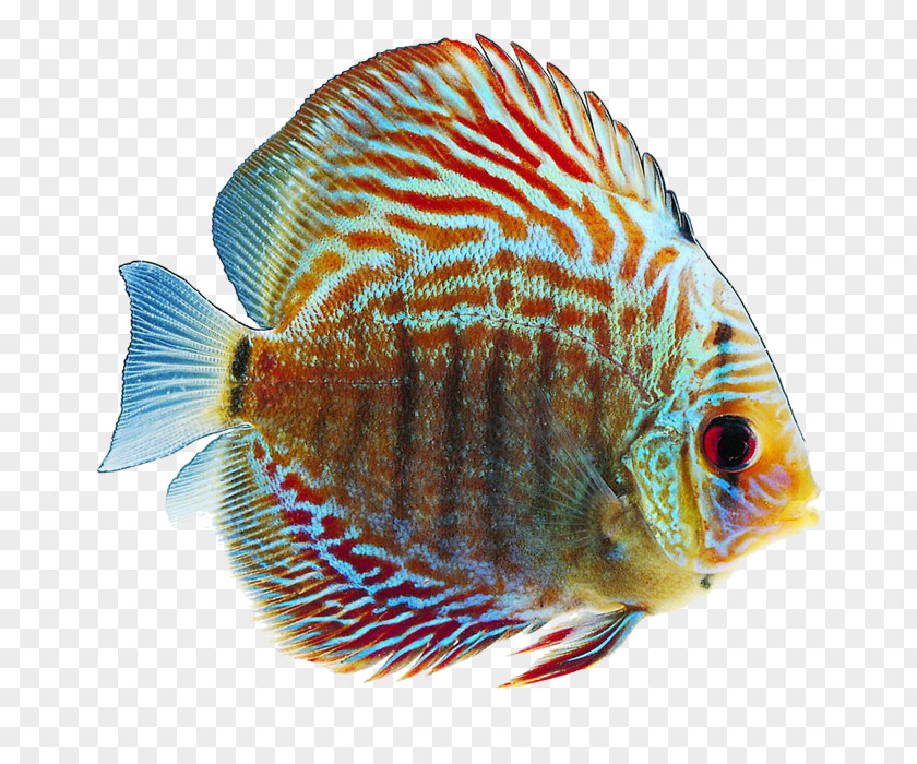 Fish Tropical Goldfish Desktop Wallpaper PNG