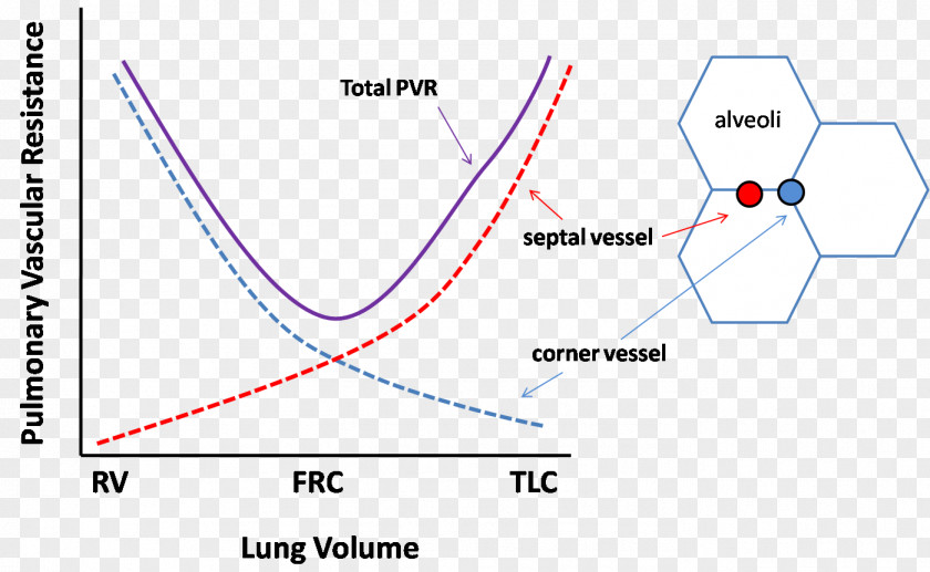 Heart Lung Volumes Mechanical Ventilation Functional Residual Capacity Vascular Resistance PNG