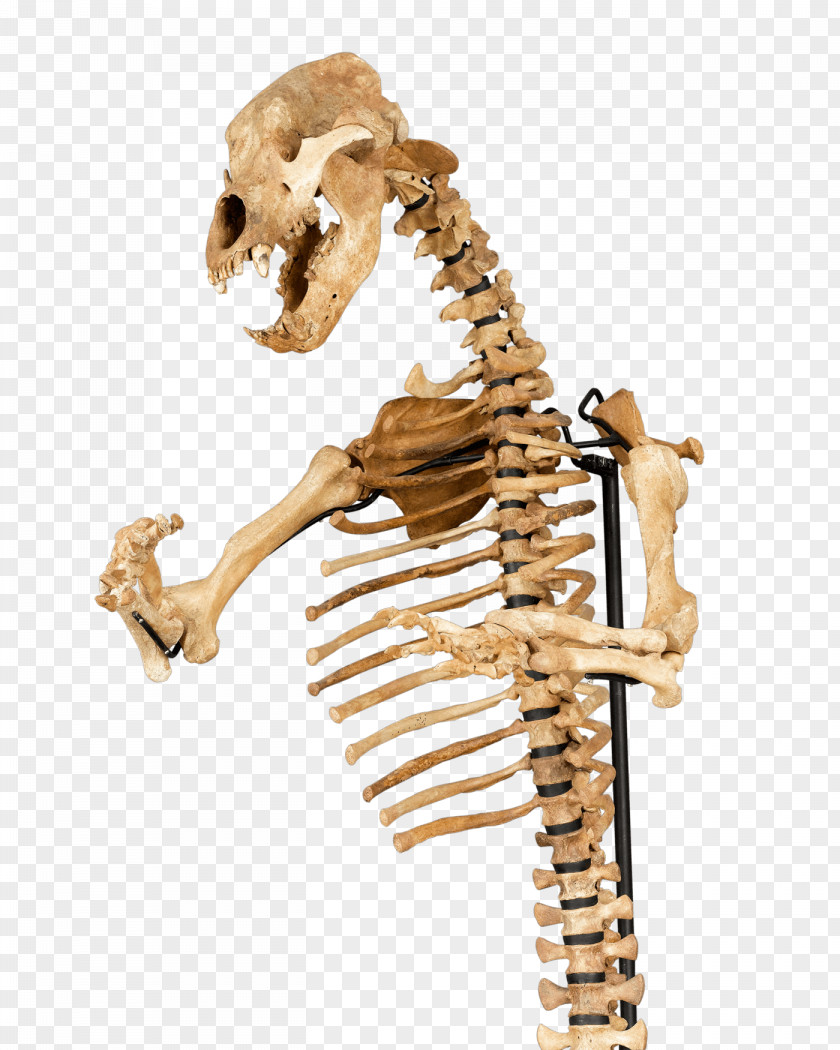 Ice Cave American Black Bear Human Skeleton Bone PNG