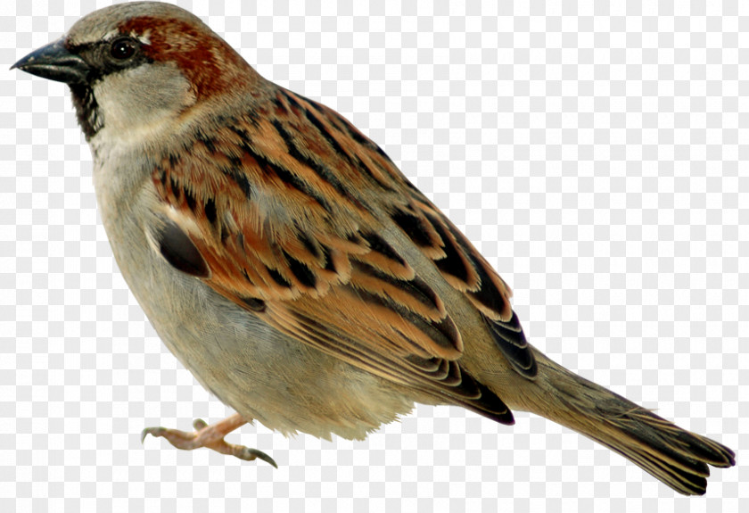 Sparrow Jack House Bird Gulls PNG