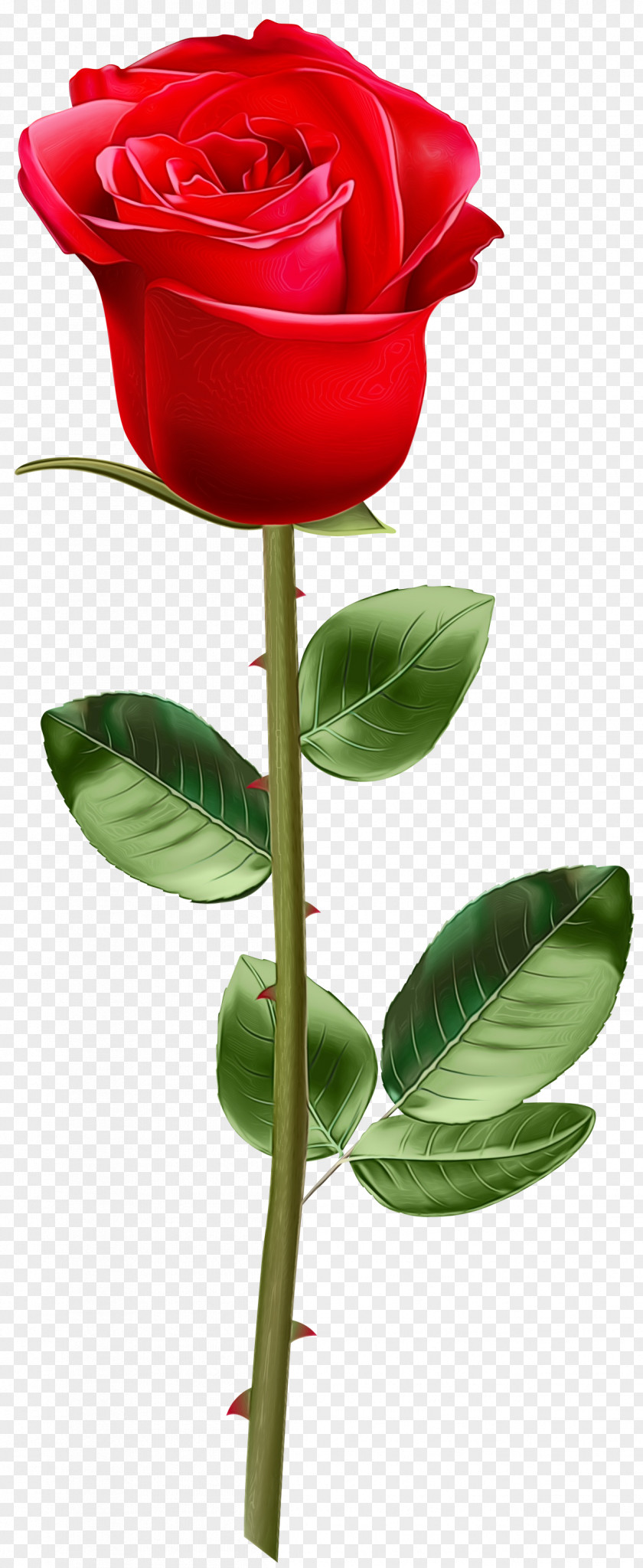 Anthurium Flowerpot Rose Flower Drawing PNG