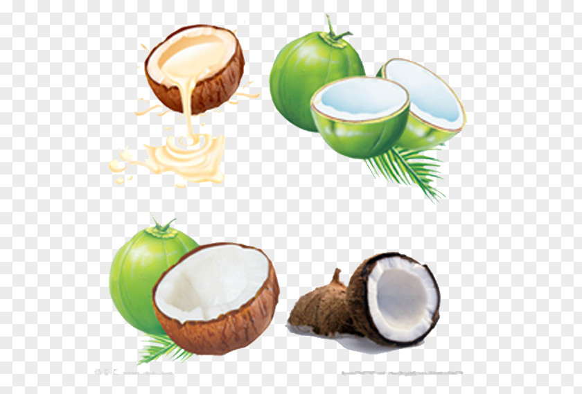 Coconut Hand Painted Juice Water Milk PNG