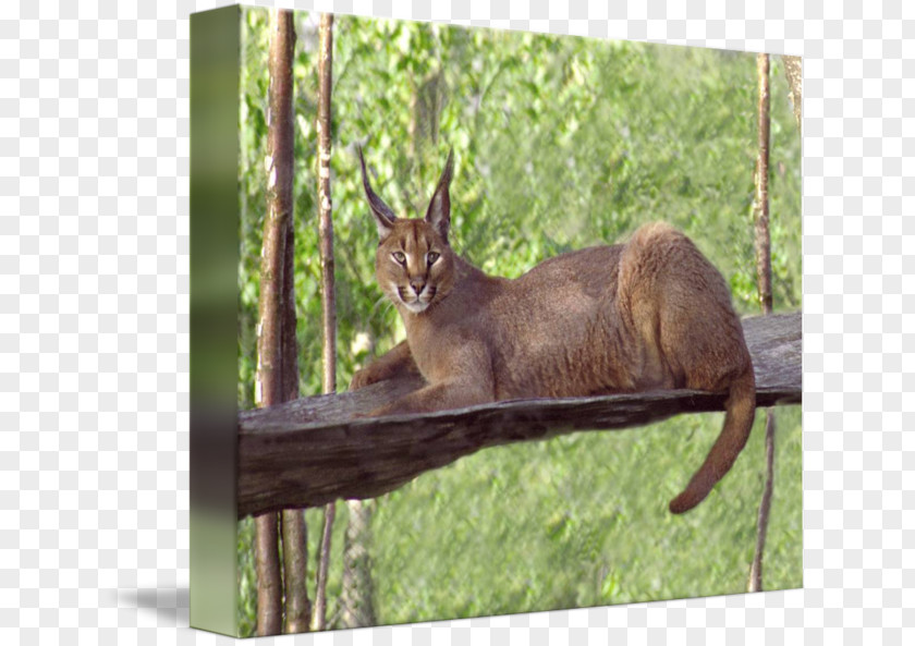 Laying Down Elk Fauna Wildlife Tail PNG