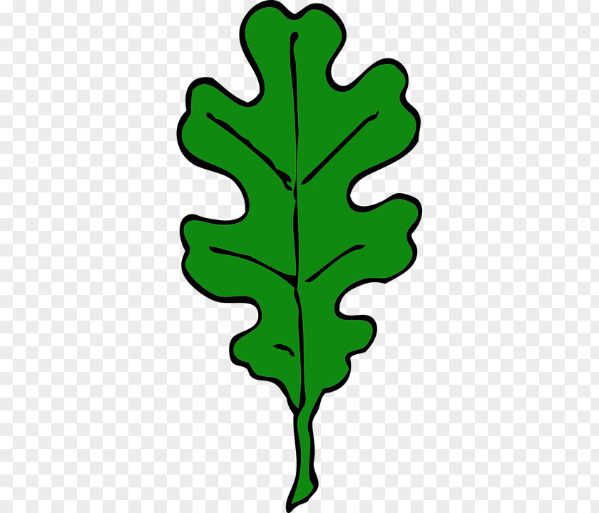 Quercus Robur White Oak Leaf Suber Clip Art PNG