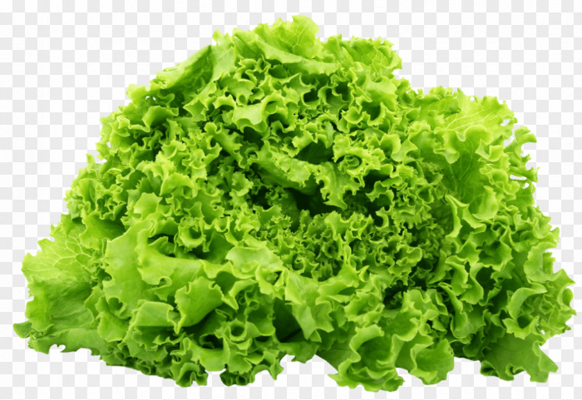 Salad Lettuce Sandwich BLT Romaine Butterhead PNG