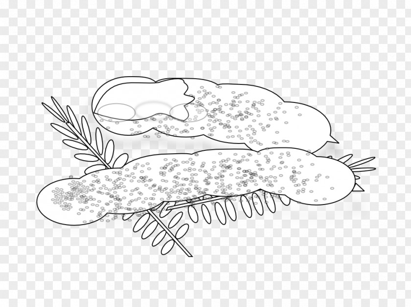 Tamarind Coloring Book Line Art Clip PNG