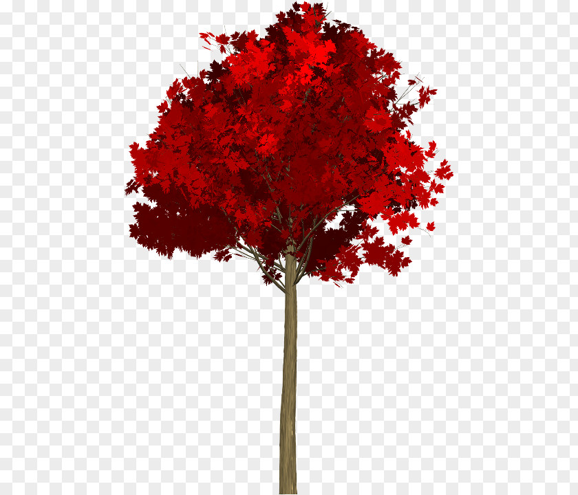 Tree Maple Leaf Red Acer Japonicum PNG