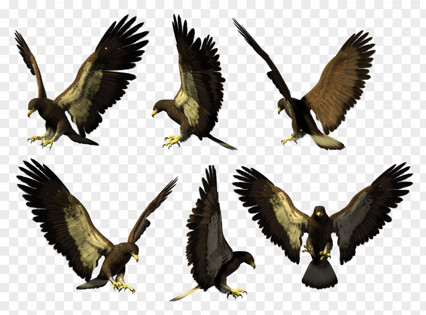 Eagle Buzzard Hawk Vulture Beak PNG