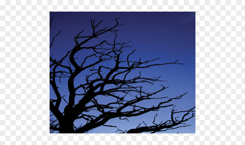 Environment Tree Stock Photography Illustrator Artist PNG