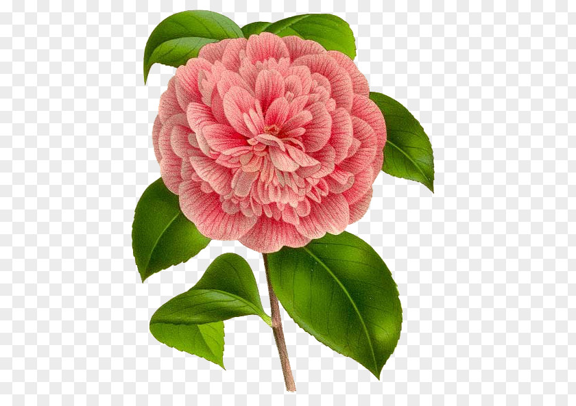 Flower Plant Pink Petal Japanese Camellia PNG
