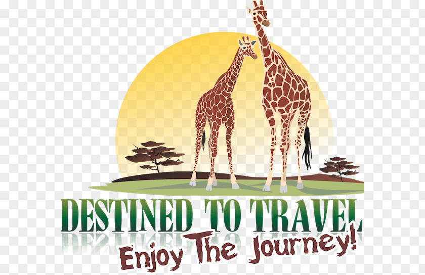 Giraffe Travel Seronera Safari Birth PNG