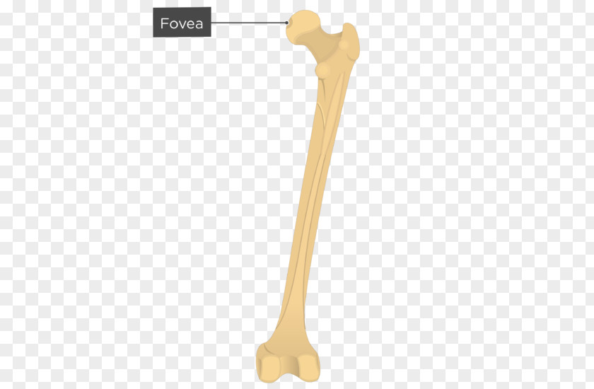 Gluteal Muscles Tuberosity Femur Greater Trochanter Fovea Centralis PNG