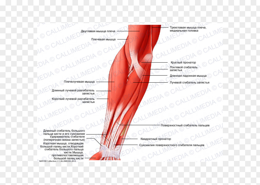 Organe Brachialis Muscle Elbow Anatomy Brachioradialis PNG