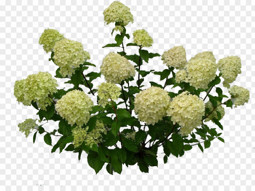 Tree Shrub Guelder-rose PeeGee Hydrangea PNG