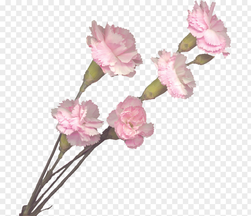 Carnations Carnation Pink Flowers Cut PNG