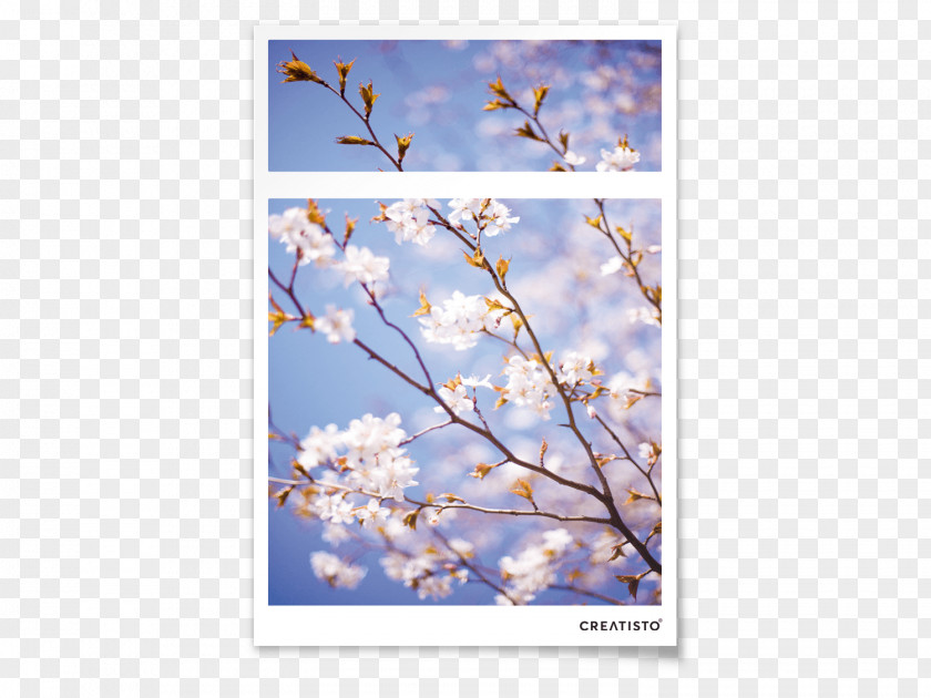 Cherry Blossom Flora Blossoms Apple PNG