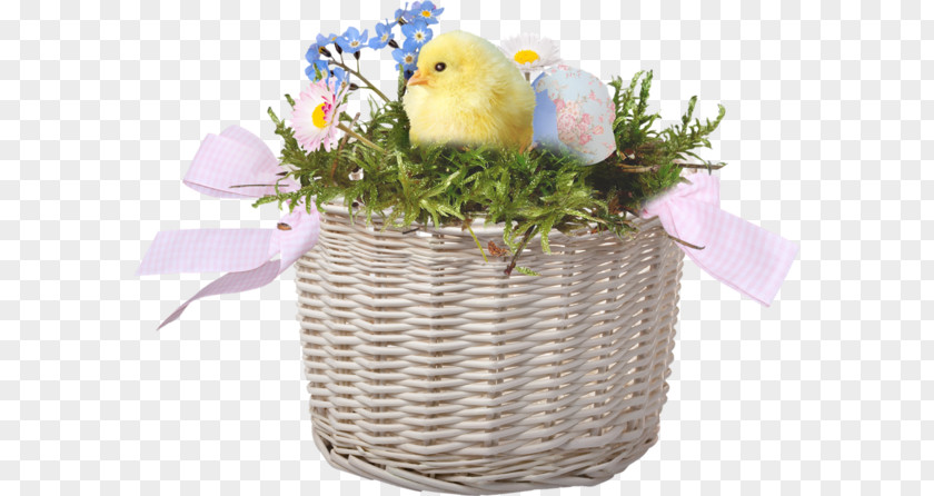 Chick Basket Chicken PNG