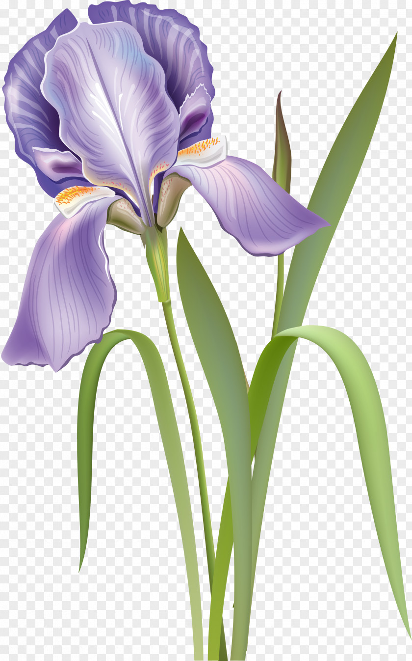 Flower Cut Flowers Iris Versicolor Botanical Illustration PNG