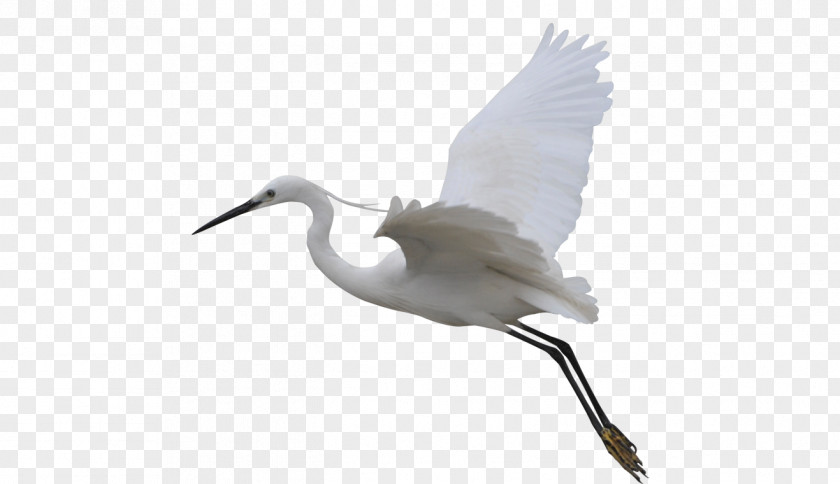 Flying Crane Bird Flight Egret Wing PNG