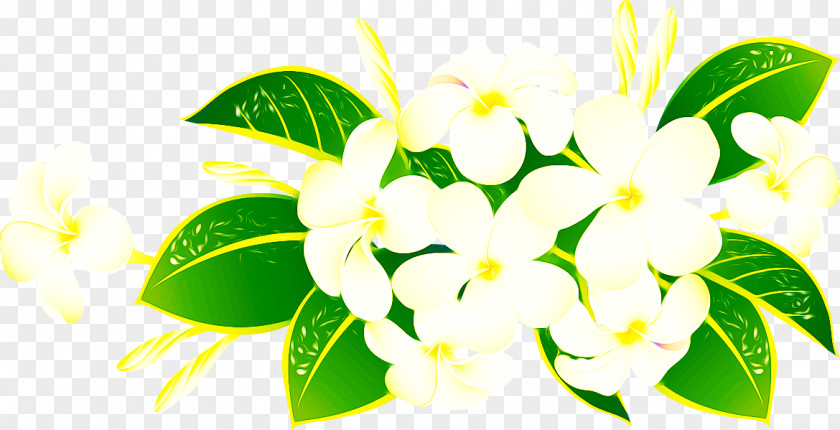 Lily Flower Download Computer File PNG