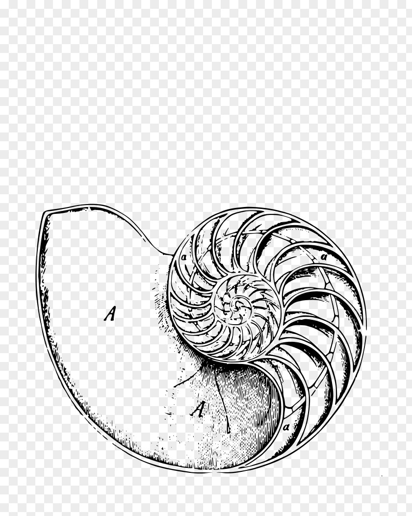 Nautilus Chambered Logarithmic Spiral Human Body PNG